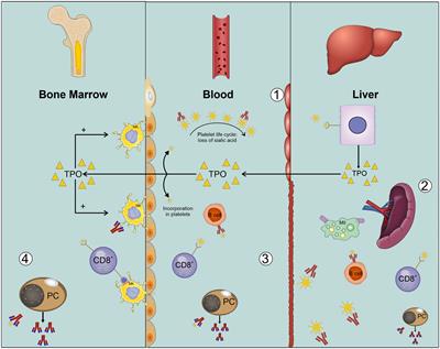 The link between immune thrombocytopenia and the cytokine profile: a bridge to new therapeutical targets